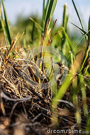 A blade of grass against the blue sky Stock Photo