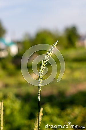 A blade of grass against the blue sky Stock Photo