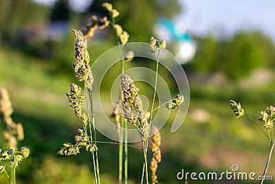 A blade of grass against the blue sky Stock Photo