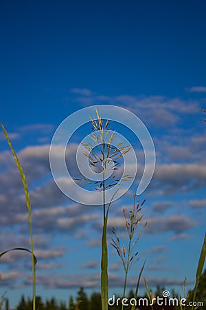 A blade of grass against the blue sky Stock Photo