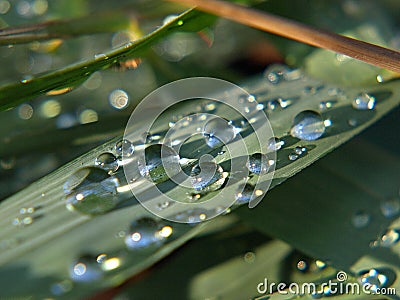 Macro of blades of grass with water drops Stock Photo