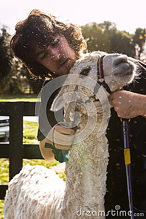 Blade shearing of an alpaca, New Zealand Stock Photo