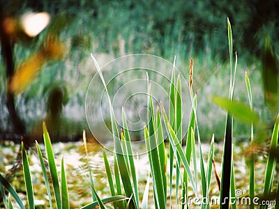 Blades of Grass Stock Photo