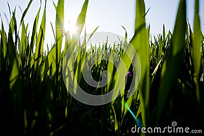 Blades of Grass Stock Photo