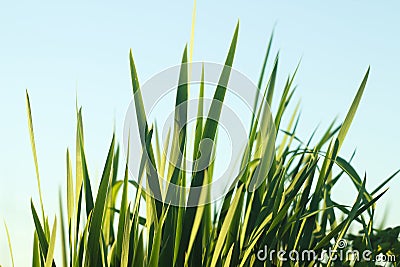 Blades of grass against blue sky Stock Photo