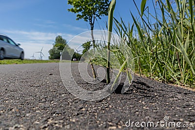 grass breaking through fresh asphalt with unstoppable power Stock Photo