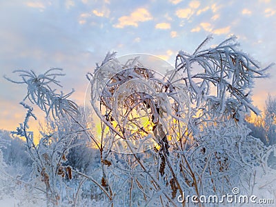 Blades of grass covered with frost, in the evening setting sun Stock Photo