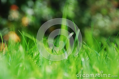 Blades of grass on a sunny day Stock Photo