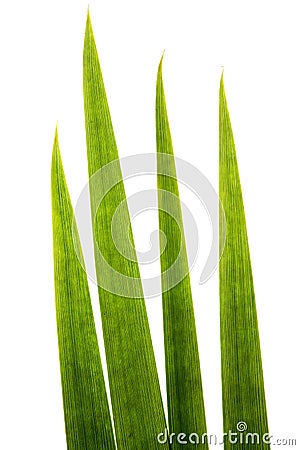 Blades of grass super macro Stock Photo