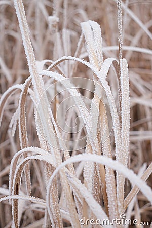 Grass blades covered in ice Stock Photo