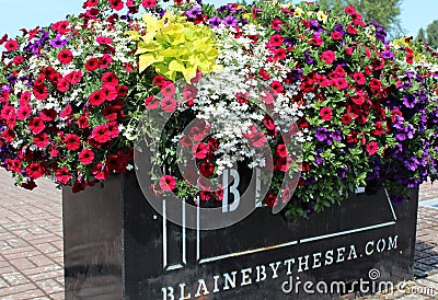 Multiple colored flowers bloom in a plant container at G Street plaza Editorial Stock Photo