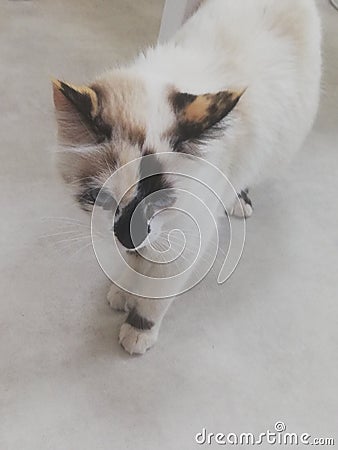 blak and white cat Stock Photo