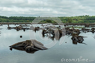 Blakemere Moss in Delamere Forest, Cheshire, UK Stock Photo
