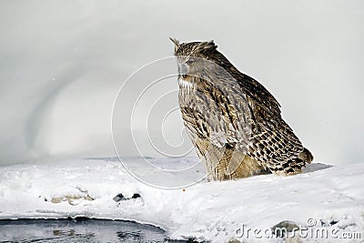 Blakiston`s fish owl, Bubo blakistoni, largest living species of owl, fish owl, eagle owl. Bird hunting in cold water. Wildlife s Stock Photo