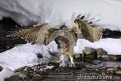 Blakiston`s fish owl, Bubo blakistoni, largest living species of fish owl, a sub-group of eagle. Bird hunting in cold water. Stock Photo