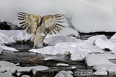 Blakiston`s fish owl, Bubo blakistoni, largest living species of fish owl, a sub-group of eagle. Bird hunting in cold water. Stock Photo