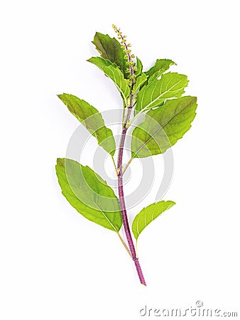 Blanch of fresh holy basil leaves isolate on white background Stock Photo