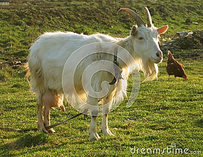 Blanching nanny goat 6 Stock Photo