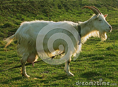 Blanching nanny goat 7 Stock Photo