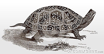 Blanding`s turtle, emys blandingii, an endangered reptile from North America in side view Vector Illustration