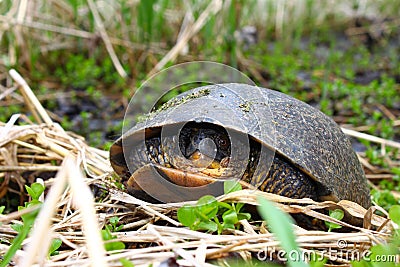 Blandings Turtle (Emydoidea blandingii) Stock Photo