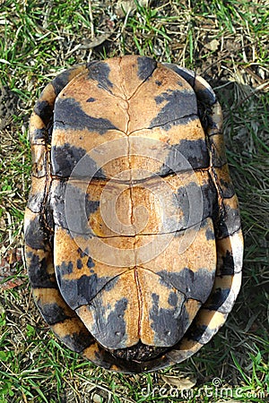 Blandings Turtle Plastron Stock Photo