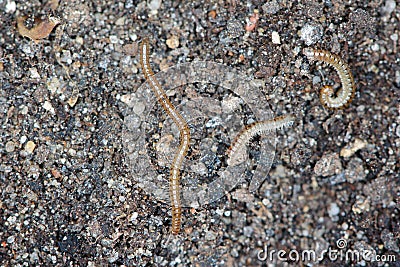 Blaniulus guttulatus, commonly known as the spotted snake millipede. This worm living in the soil. Destroys seeds and young plants Stock Photo