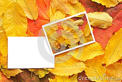 Blank cards with fall leaves Stock Photo