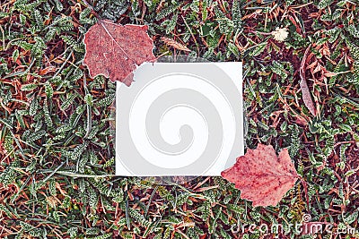 Blank message note paper on cold frosty ground covered with dry grass and leaves in winter Stock Photo