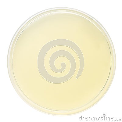 Blank petri dish Stock Photo