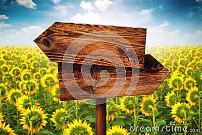 Blank Rustic Opposite Direction Wooden Sign in Sunflower Field Stock Photo