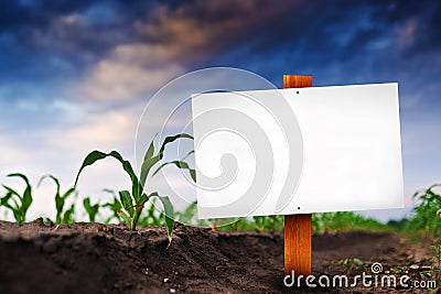 Blank sign in corn agricultural field Stock Photo