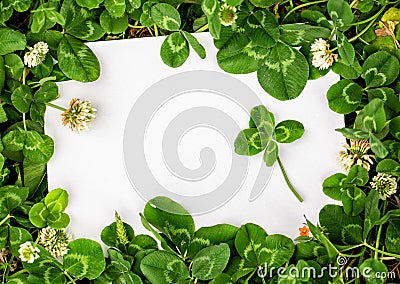 Blank sign with natural fresh shamrocks border and four-leaf clover in the center. Stock Photo