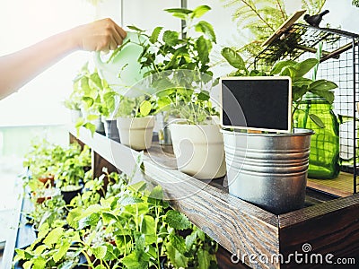 Blank sign on Pot Plants with hand watering Home garden Stock Photo