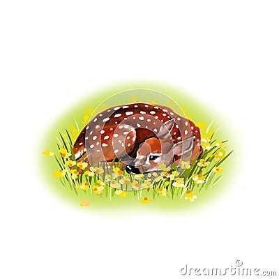 Blank spring/summer postcard. On a white background: baby deer laying on a grass, non decorated, isolated. Stock Photo