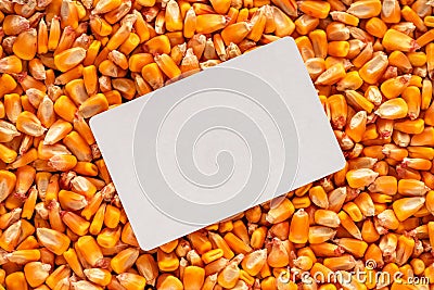 Blank white business card over harvested corn kernels heap Stock Photo