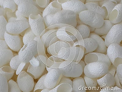 Blank White Silk Cocoons Stock Photo