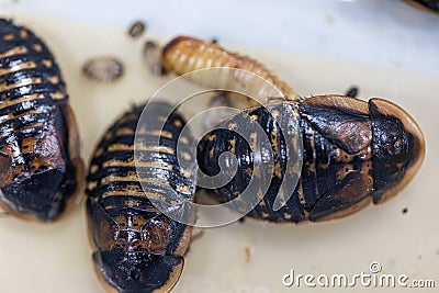 Blaptica dubia, Dubia roach, also known as the orange-spotted roach in the laboratory. Stock Photo