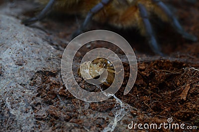 Blaptica dubia roach waiting for spider bite Stock Photo