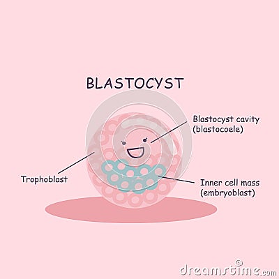 Blastocyst cartoon ovum Vector Illustration