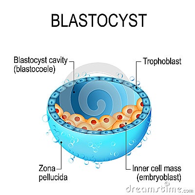 Blastocyst with inner cell mass Vector Illustration