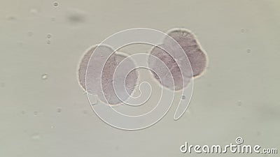 Blastomeres of mammalian egg, microscopic photo Stock Photo