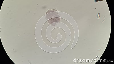 Blastomeres of mammalian egg, microscopic photo Stock Photo