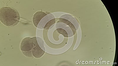 Blastomeres of mammalian egg, microscopic photo Stock Photo