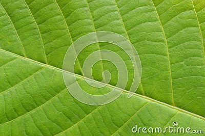 Green leaf veiny texture closed up Stock Photo