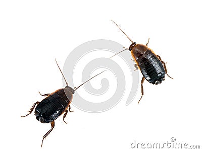 Blatta orientalis - common black cockroaches, white background Stock Photo