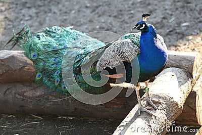 Blue peacock in Salzburg Zoo, Austria, Europe Stock Photo