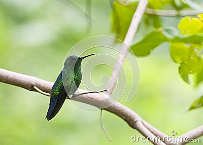 Blauwbuikamazilia, Steely-vented Hummingbird, Amazilia saucerottei Stock Photo