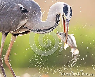 Blauwe Reiger, Grey Heron, Ardea cinerea Stock Photo