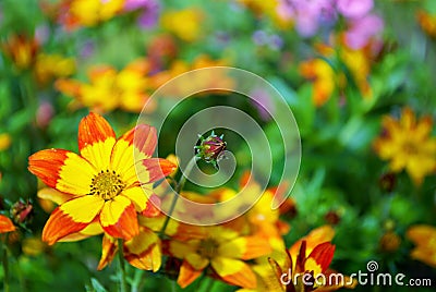 Blazing Fire bidens blooming in the garden yellow and orange pointed pedaled flower Stock Photo